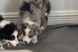BORDER COLLIE pure race 2 males, saint hyacinthe