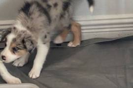 BORDER COLLIE pure race 2 males, saint hyacinthe