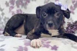  Chiot type American staffordshire terrier femelle, Votre ville