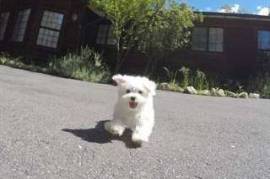  don chiot type bichon maltais , Votre ville