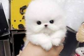  Donne ce chiot ki fera 1,2kg adulte é restera nai, Votre ville