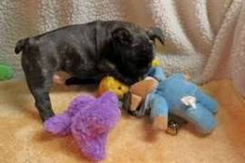 Chiot type bouledogue francais noir à donner , Votre ville