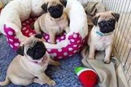  chiots carlin (pug) à donner urgemment , Votre ville