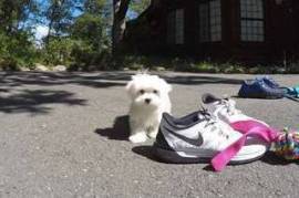  don chiot type bichon maltais , Votre ville