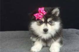  Chiot type pomsky, très câline à donner , Votre ville